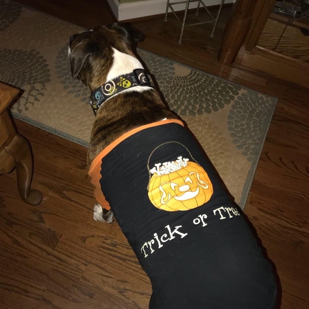 Halloween Trick or Treat Dog Pet T-Shirt Size XXL - Picture 7 of 8